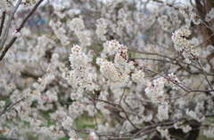 春間近2015_19