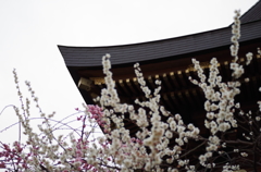 湯島天神梅まつり2015_12