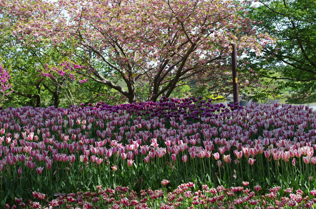 国営ひたち海浜公園_2015_04