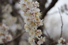 春間近2015_11