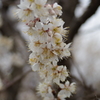 春間近2015_11