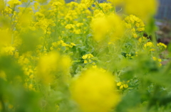 春間近2015_04