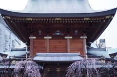 湯島天神梅まつり2015_17