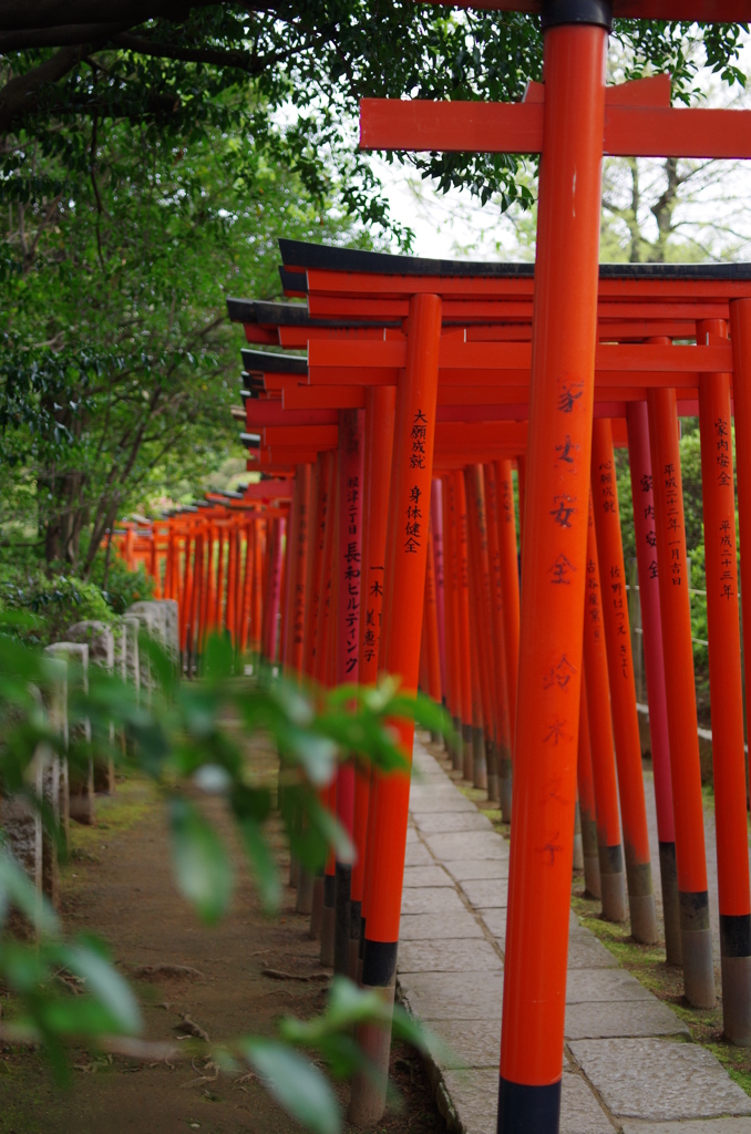 根津神社　2015　春　26