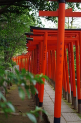 根津神社　2015　春　26