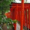 根津神社　2015　春　26