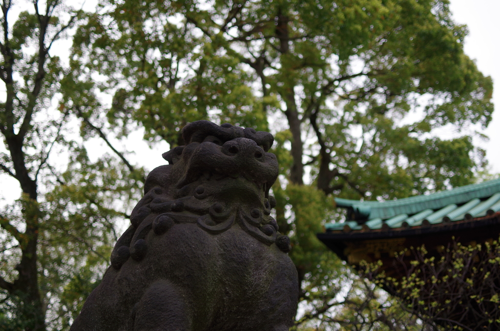 根津神社　2015　春　22