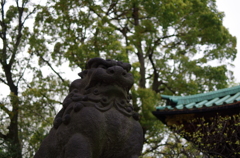 根津神社　2015　春　22
