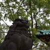 根津神社　2015　春　22