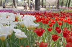 国営ひたち海浜公園_2015_08