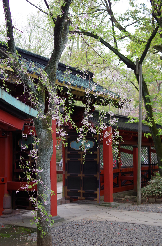 根津神社　2015　春　15