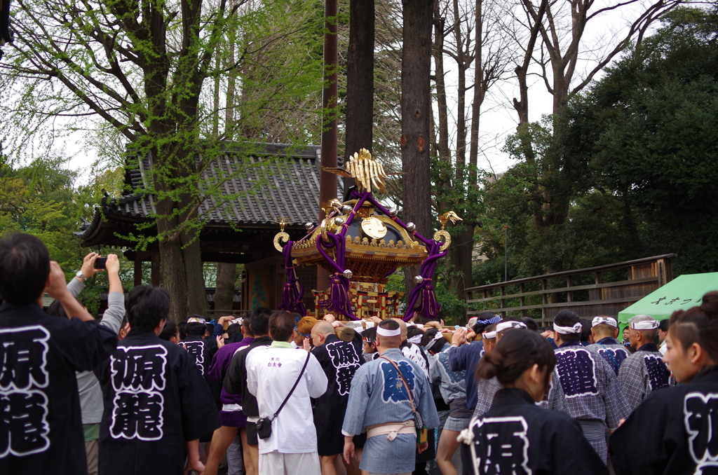 根津神社　2015　春　02