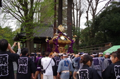 根津神社　2015　春　02