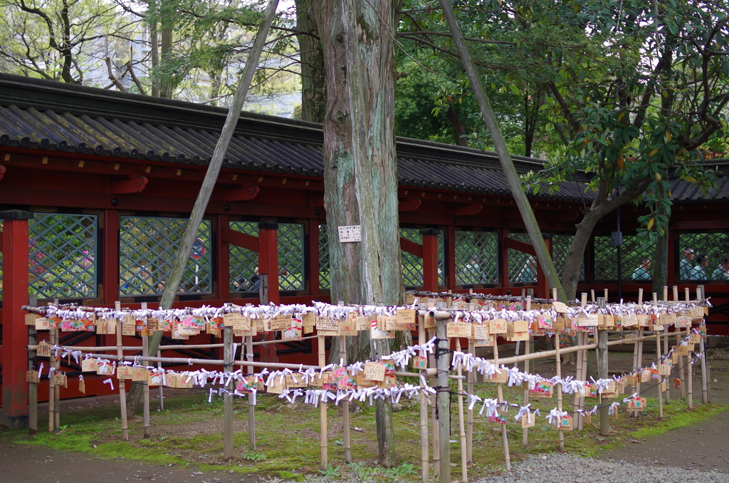 根津神社　2015　春　08