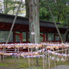 根津神社　2015　春　08
