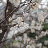 春間近2015_09