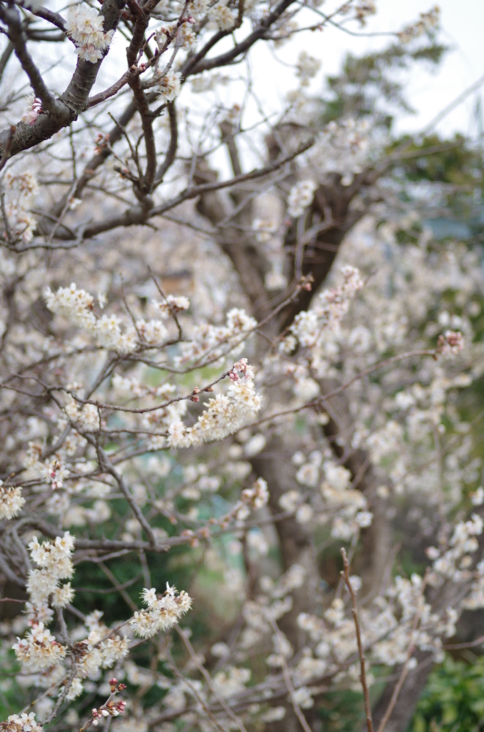 春間近2015_08