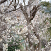 春間近2015_08