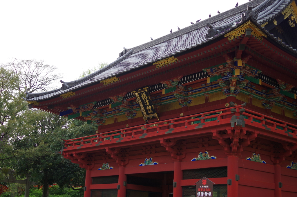 根津神社　2015　春　30