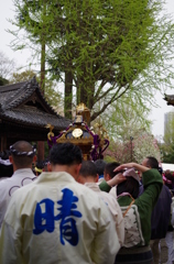 根津神社　2015　春　06