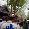 根津神社　2015　春　06