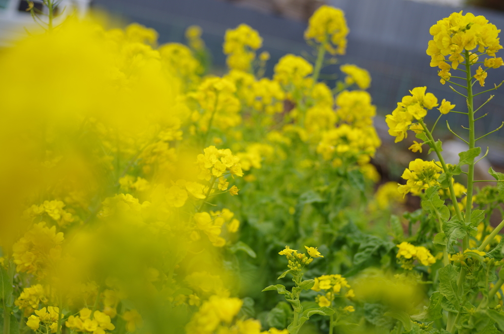 春間近2015_03