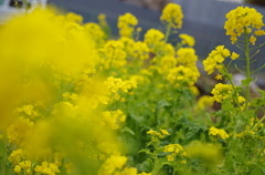 春間近2015_03
