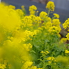 春間近2015_03