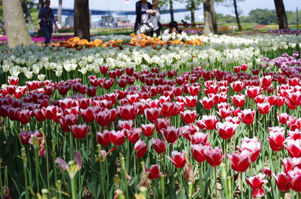 国営ひたち海浜公園_2015_09