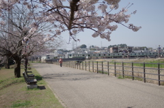 サクラ_新横浜01