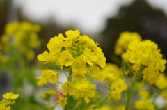 春間近2015_10