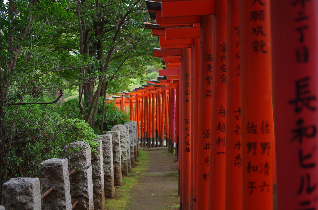 根津神社　2015　春　27
