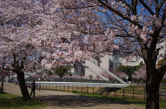 サクラ_新横浜08