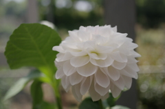 HA-NA 03