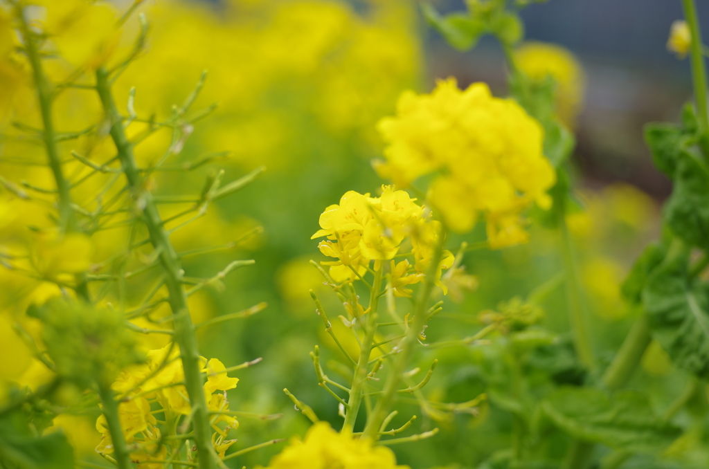 春間近2015_05