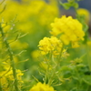 春間近2015_05