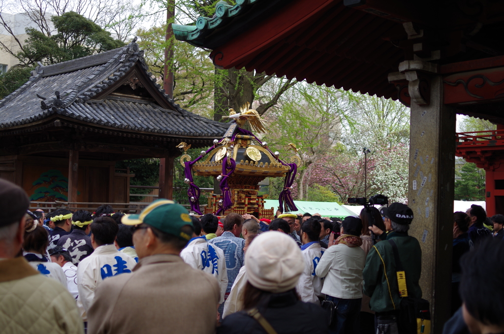 根津神社　2015　春　05