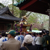 根津神社　2015　春　05