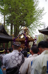 根津神社　2015　春　07