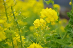 春間近2015_06