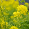 春間近2015_06