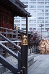 湯島天神梅まつり2015_22