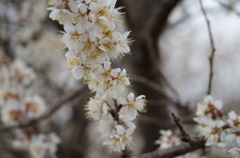 春間近2015_13