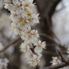 春間近2015_13