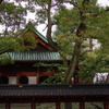 根津神社　2015　春　25