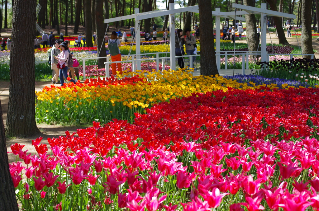 I国営ひたち海浜公園_2015_02