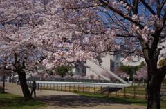 サクラ_新横浜07