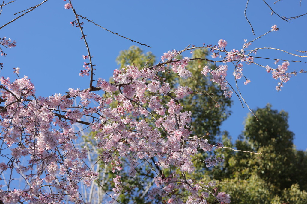 2023年　桜②