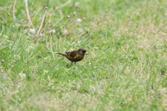 鳥の名前がわかりません