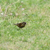 鳥の名前がわかりません